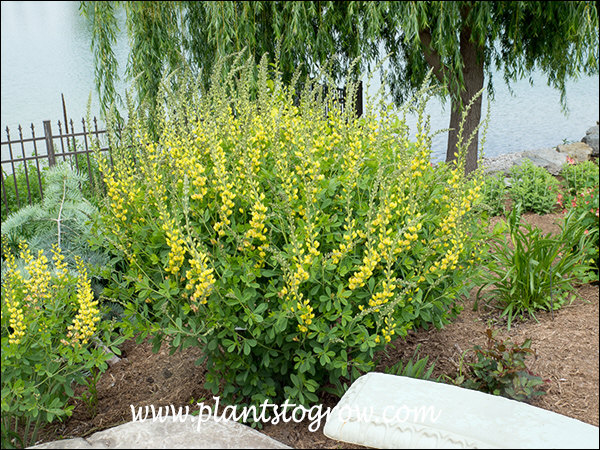 These particular plants were just loaded with racemes of yellow pea-like flowers.